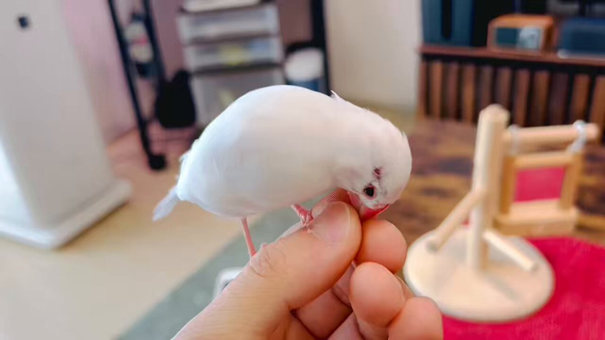 hana   に鳥 hanaちゃん (@sa10c_hi) / X