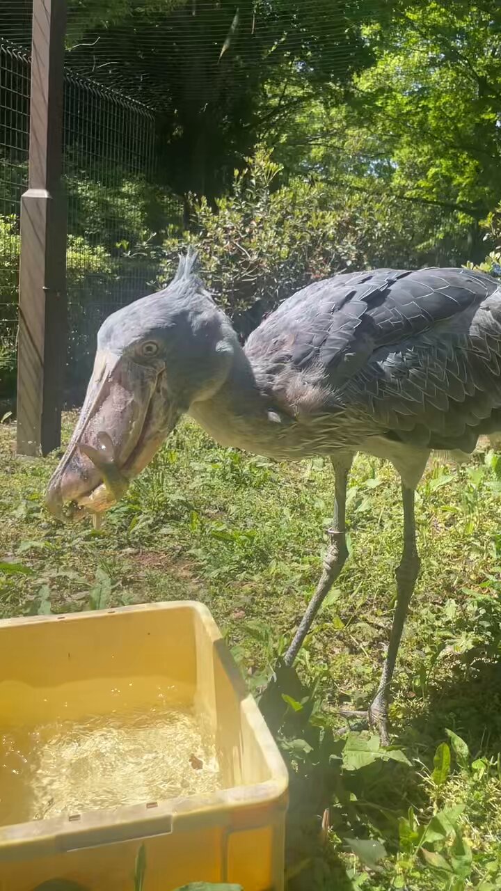 千葉市動物公園【公式】 on X: 