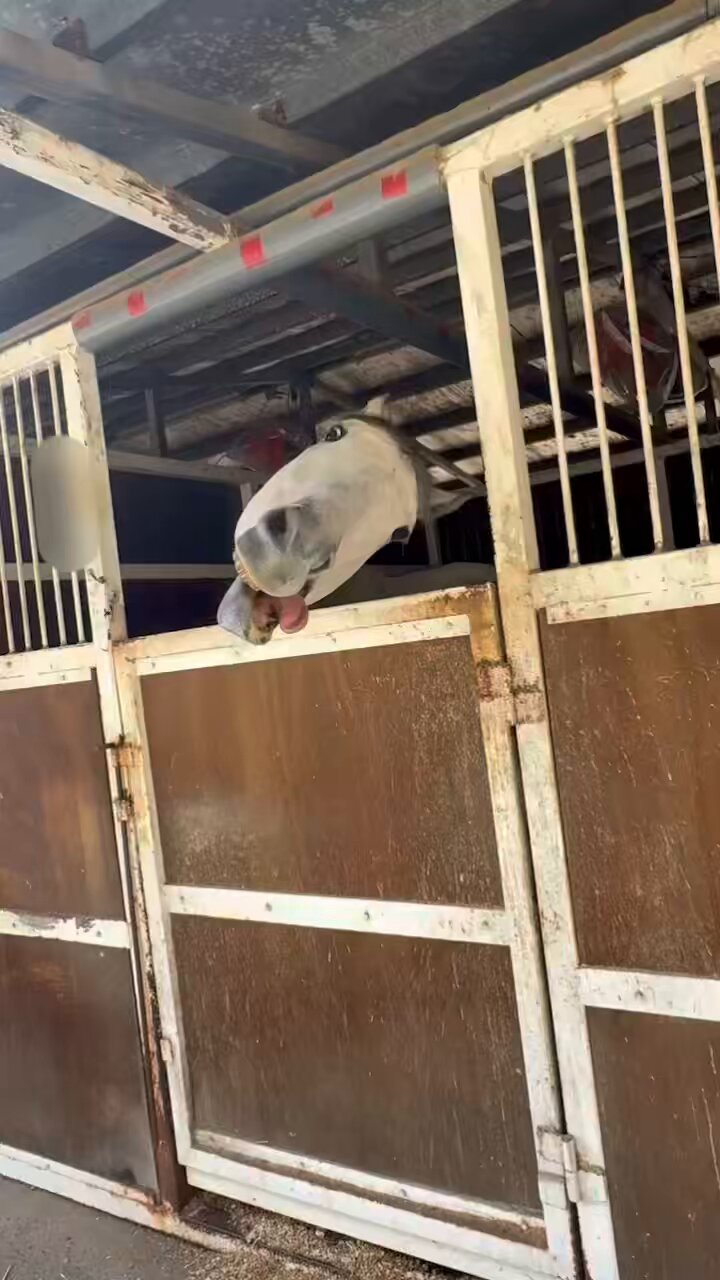 plumier36 (@ri_ponko) / X