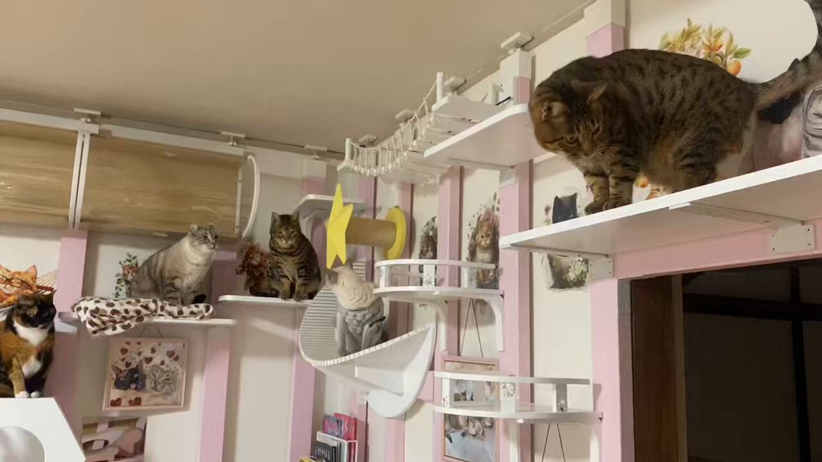 べじたりあん。 (@nyan6niku) / Posts / X