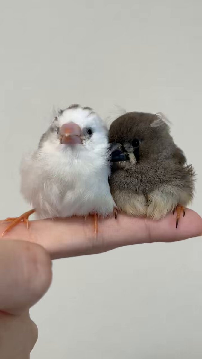 Twitter Image