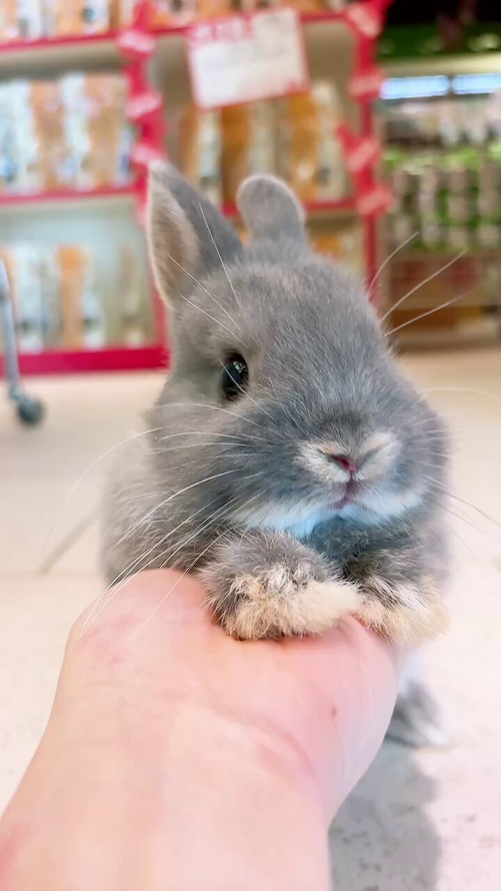 うさぎのしっぽ恵比寿店 on X: 