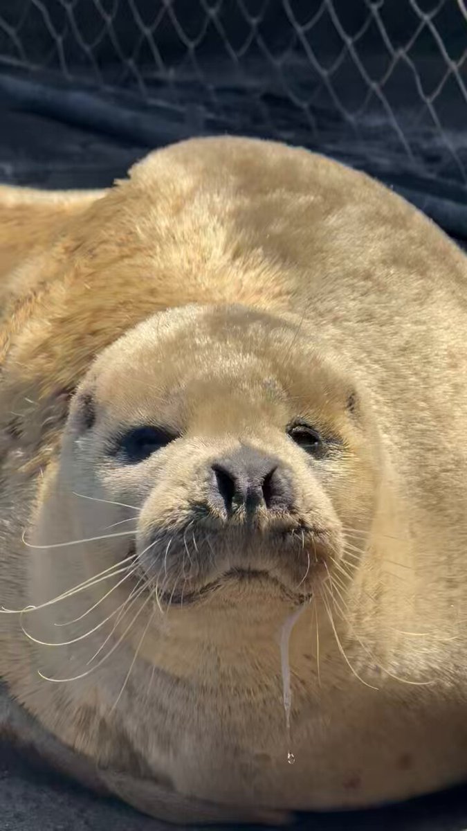 冷奴ジロー ダイレイ 低温冷凍庫 スーパーフリーザー DF-200e －60℃ 191