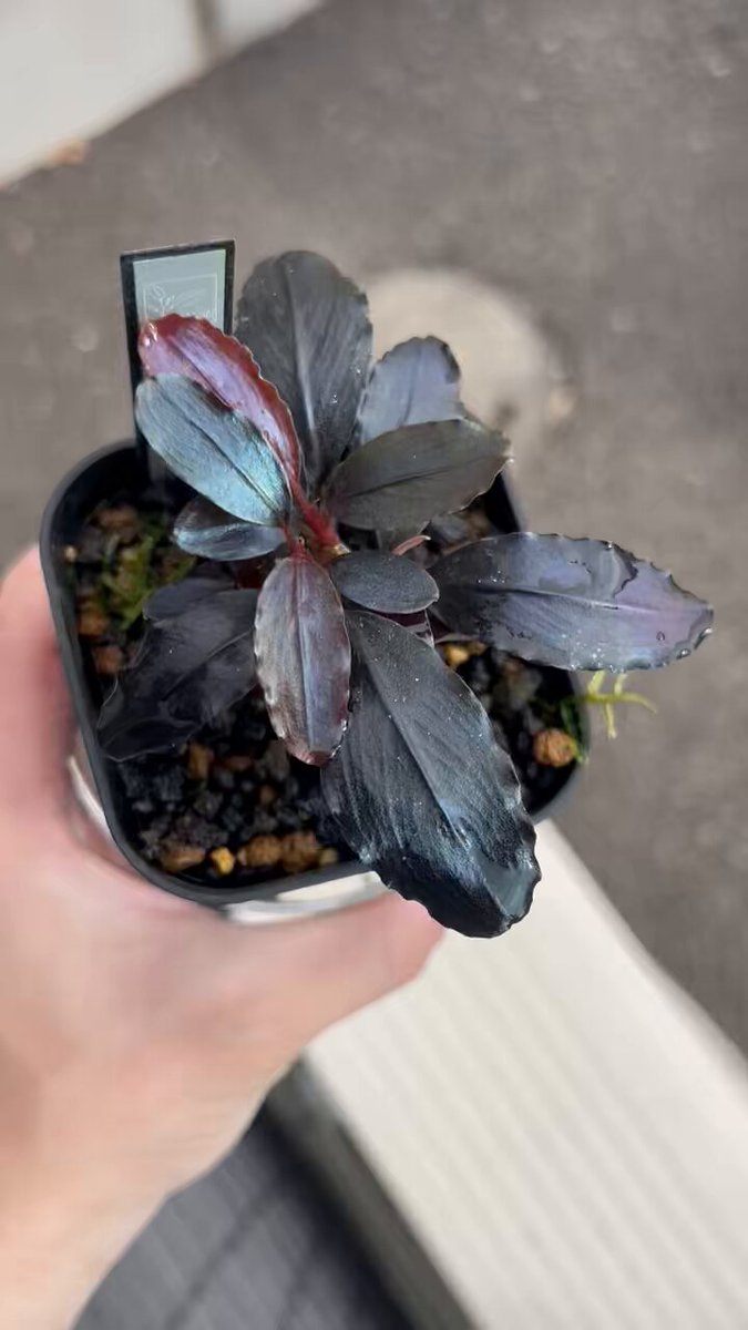 61 ブセファンドラ pygmaea var marble6株まとめ袋 61 ブセファンドラ pygmaea var marble6株まとめ袋