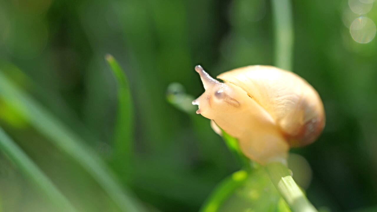 snails (@hdot_mokoriri) / X