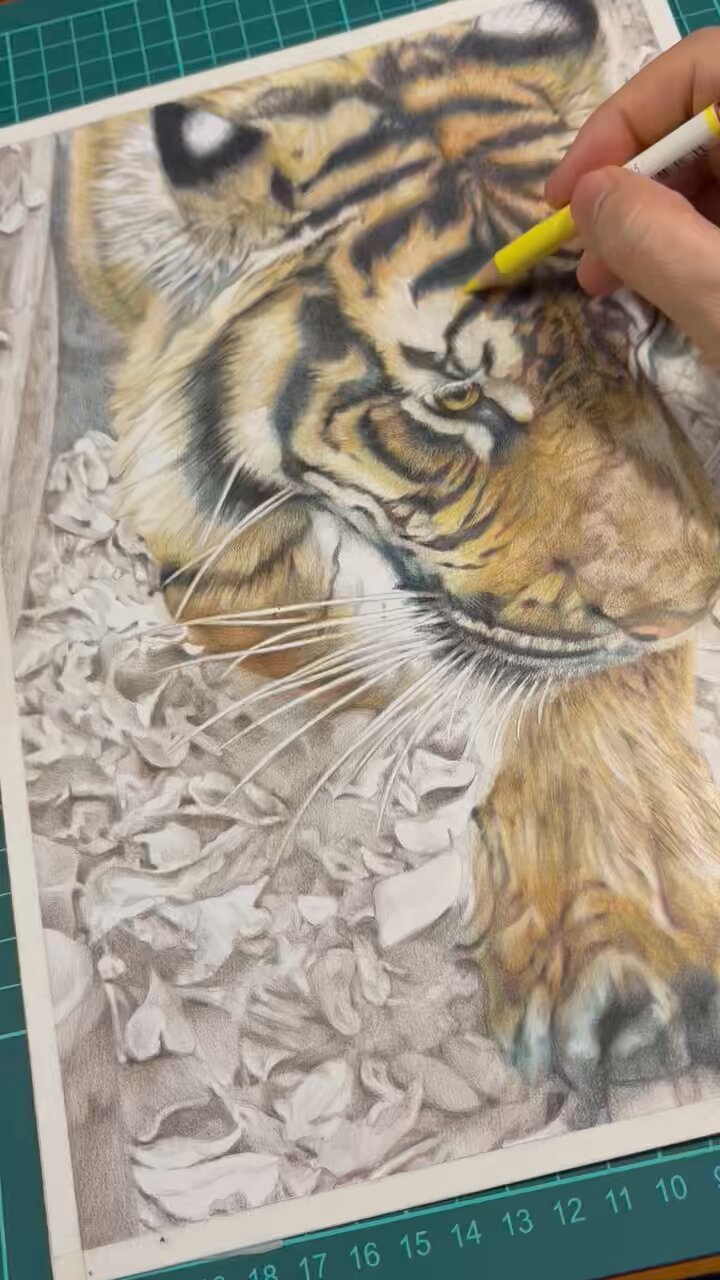 虎(❁ᴗ͈ˬᴗ͈) title Tiger Sleeping Positions8️⃣ (-ω-)zZ 猛虎睡姿圖鑑