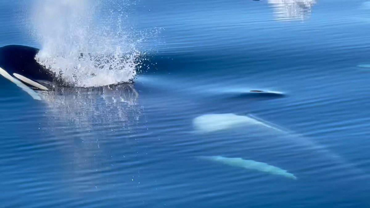 シャチです。 シャチはいいぞ