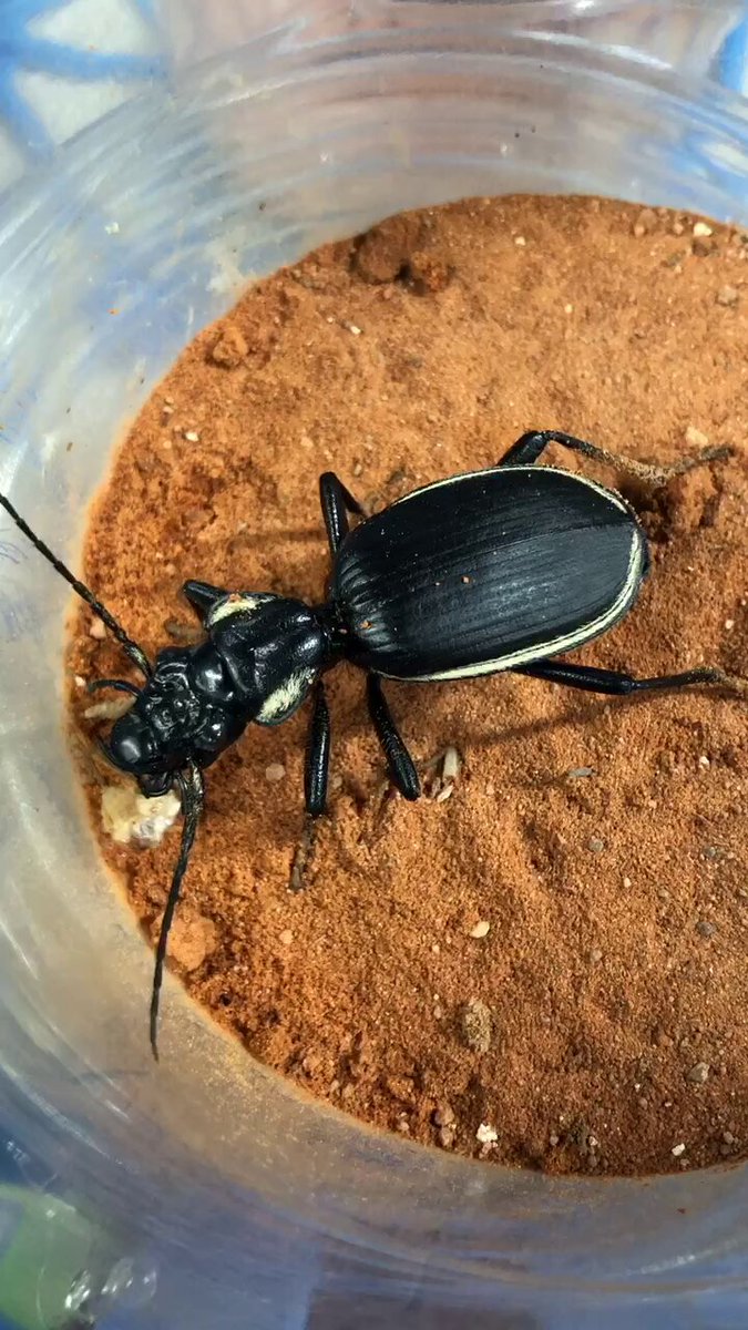 六月平 (6pei567@) / X