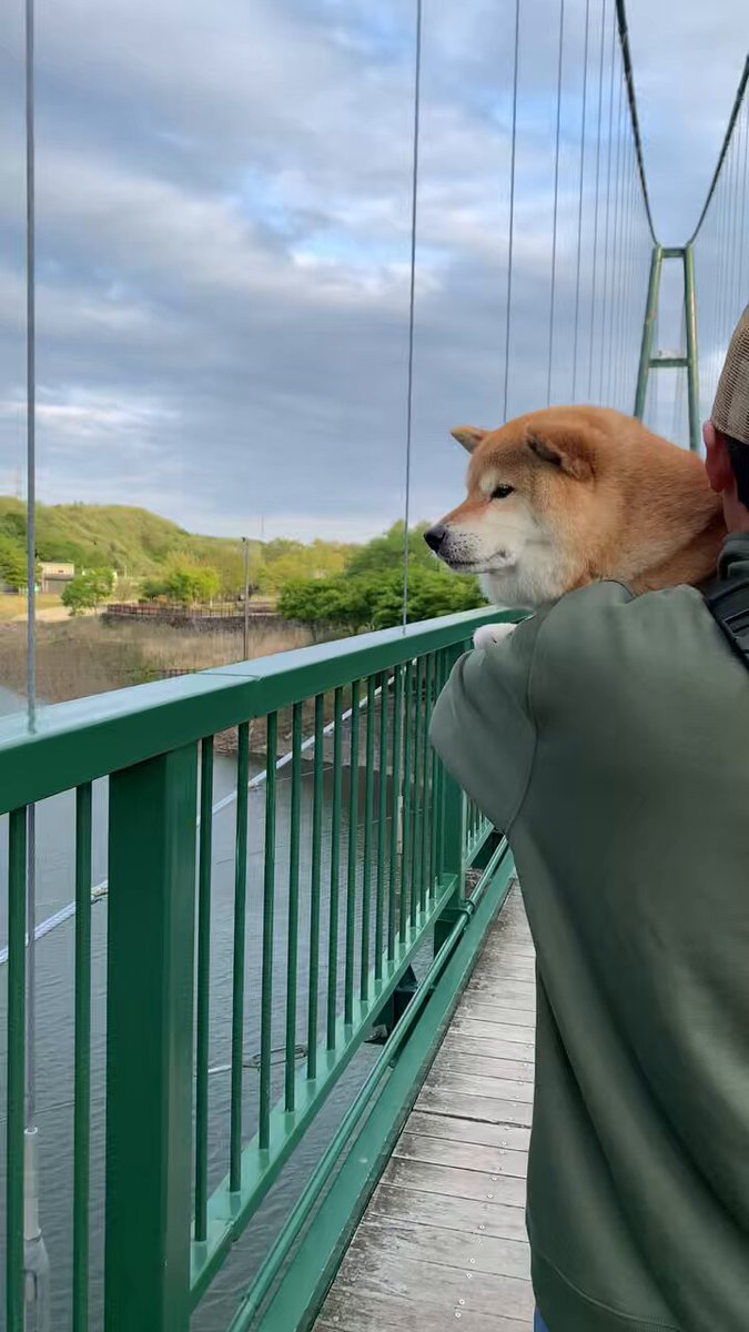 庭瀬駅(岡山県)のペットショップを探す|子犬や子猫探しならpetmi