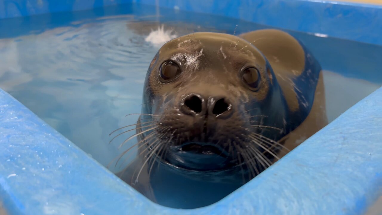 seal girl (@sealnati0n) / X