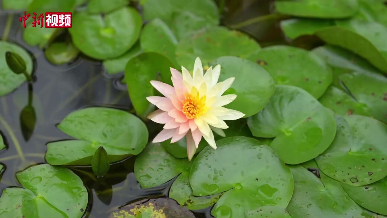 WaterLily - Search / X