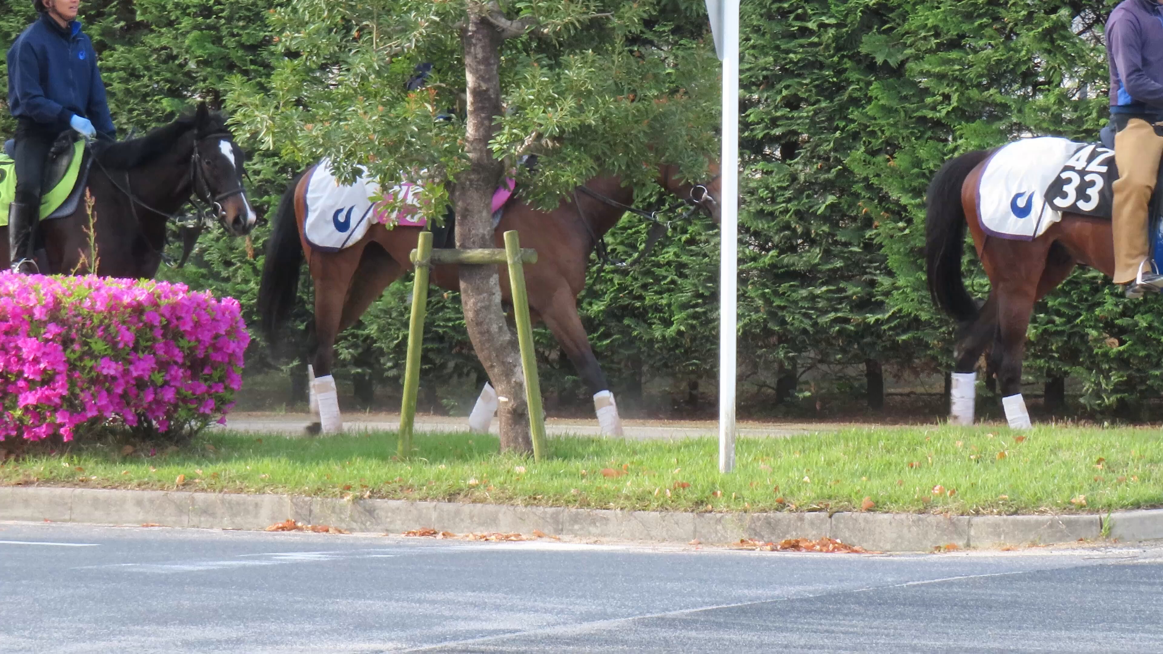 高い素材 競馬 日刊ゲンダイ on  X: ゼッケン
