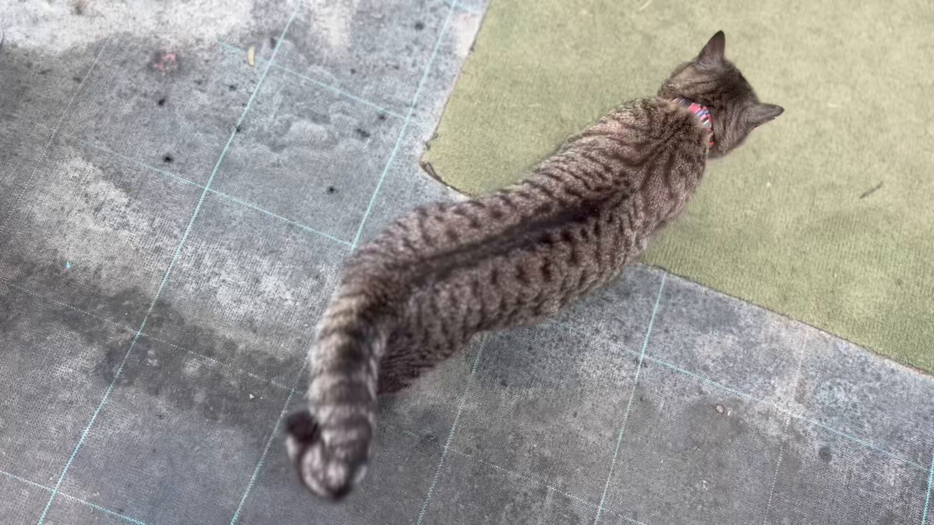 ねこみみベロア トラ猫（しっぽ付き）（ライトブラウン