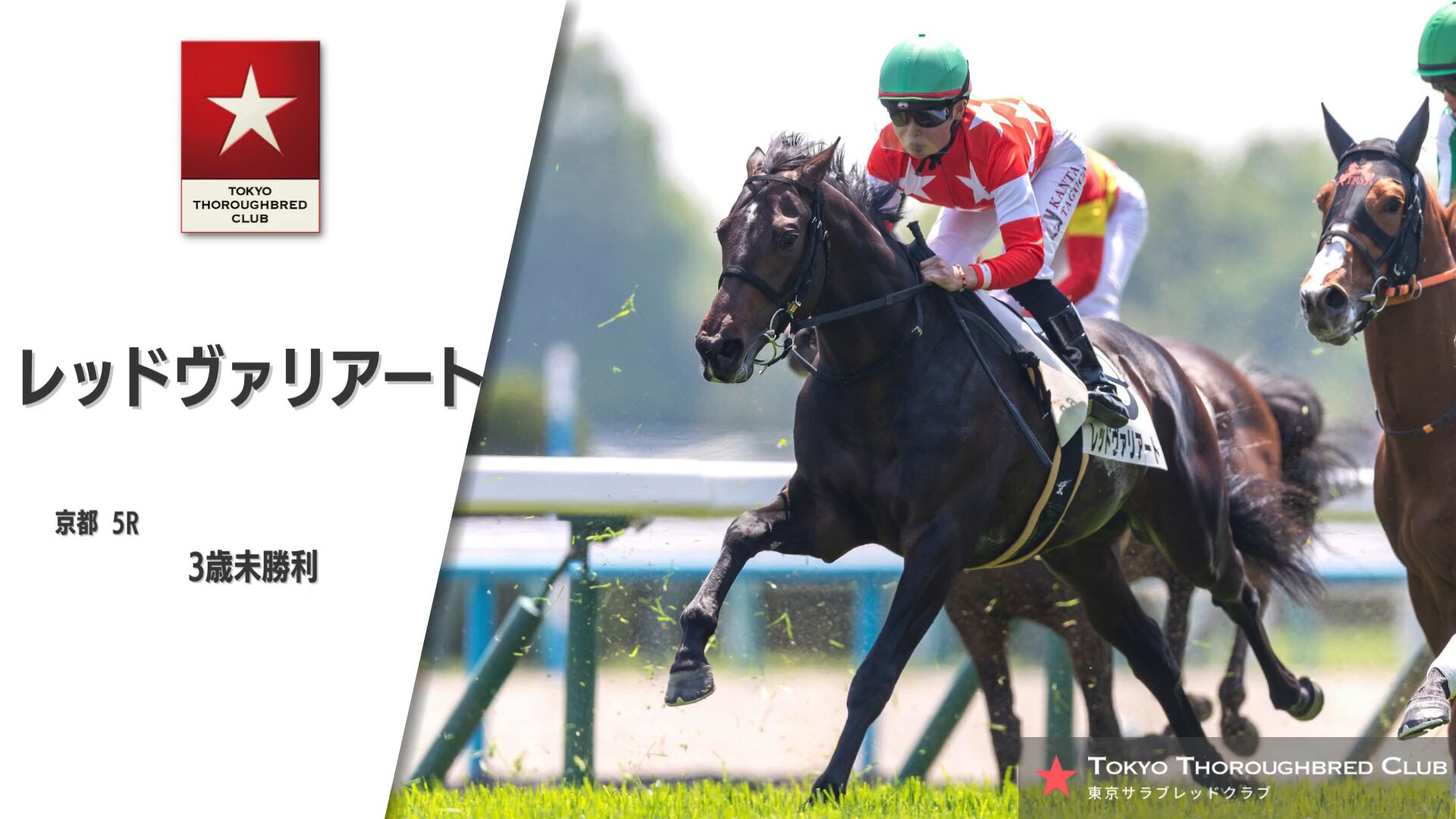 超希少 競走馬 THE VICTORY PLATINUM サラブレッド 未開封