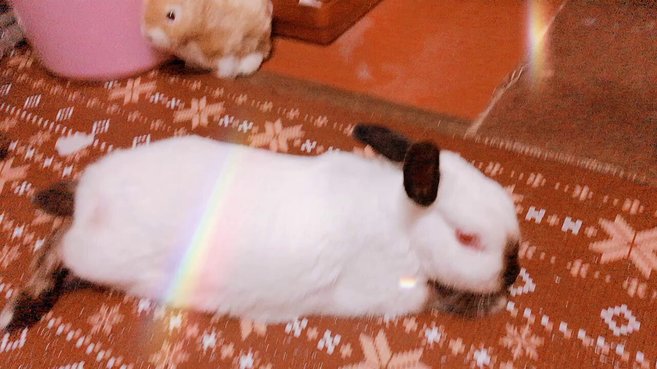 fluffyteddy＊手染めヒマラヤンうさぎ。