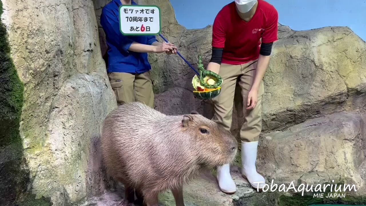 babythree 1000% カピバラ babythree 1000% カピバラ - メルカリ