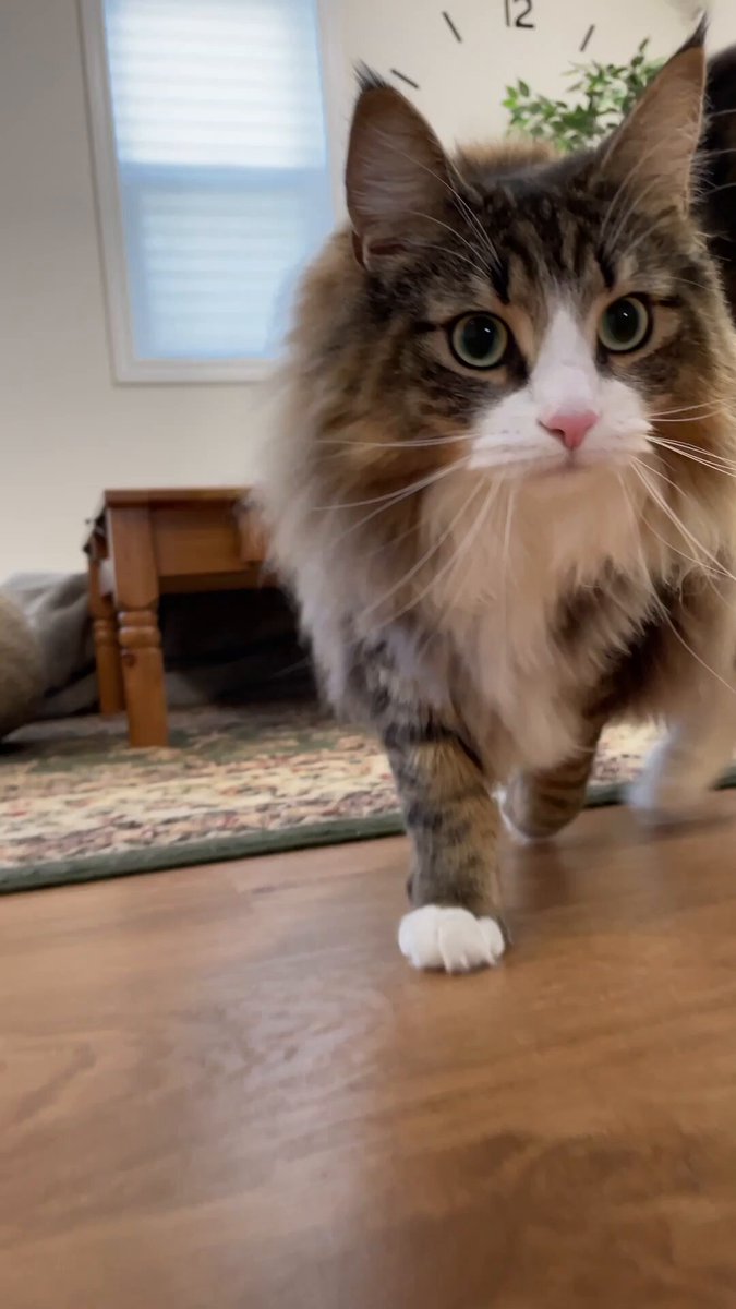 渋谷よしあき (@G2VXdSQ7uTQ1Xlb) / X