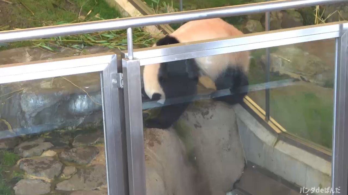 パンダ•*¨*•.¸♬︎ 6点リクエスト 🇵🇭🧸🐼 ℡™ミスターパンダブーム玄笑顏无双凰战斗力仙