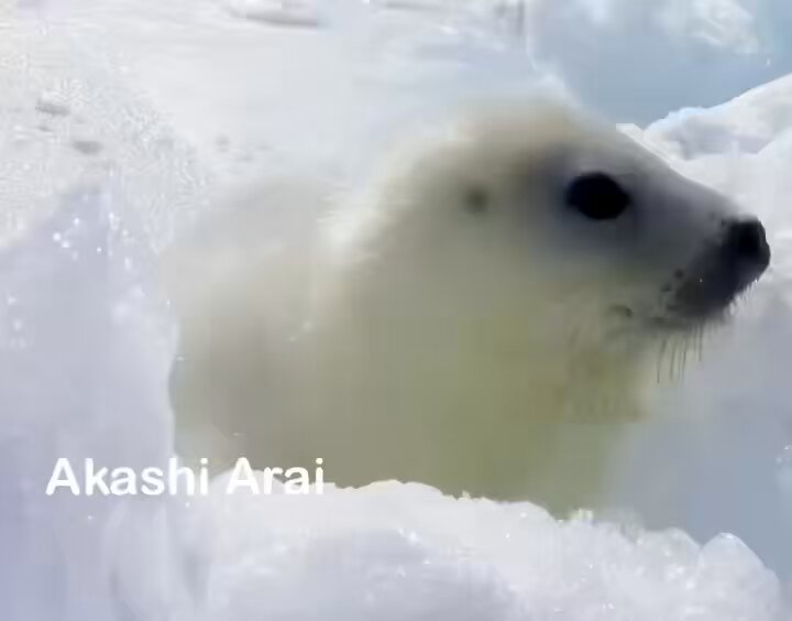 あざらし様 オーダーご相談 アザラーが紋別に遠征して、憧れの「よう様」に謁見をしました