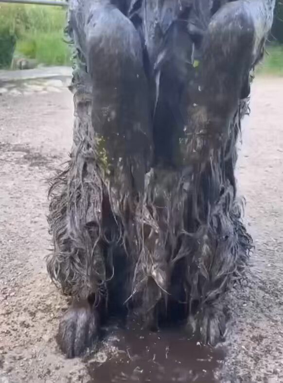 広告