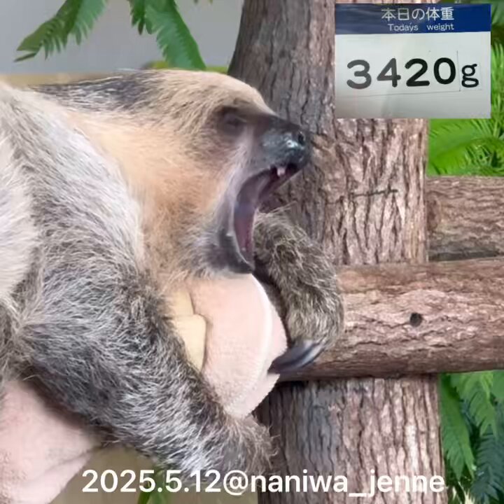 楽天市場】TST SM070 ナマケモノ（這い）sloth なまけもの