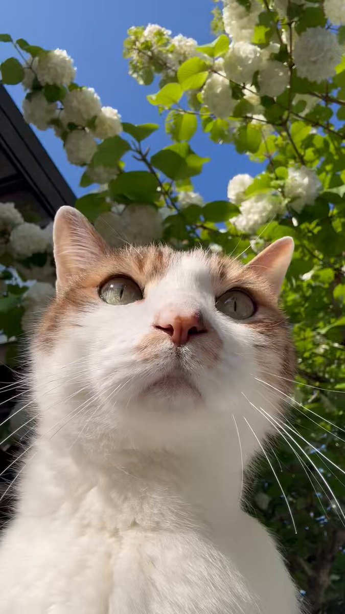 むうとまま on X