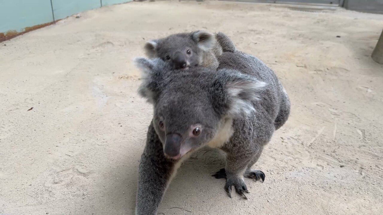 🐨やしじゅん🐨コアラー(2025もコアラ年) | ちょっとたてに伸び