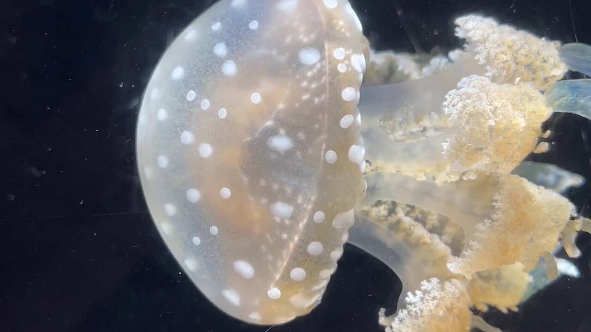 タコクラゲページ アクアテイルズ #2-003 タコクラゲ｜ネイチャー｜海洋堂