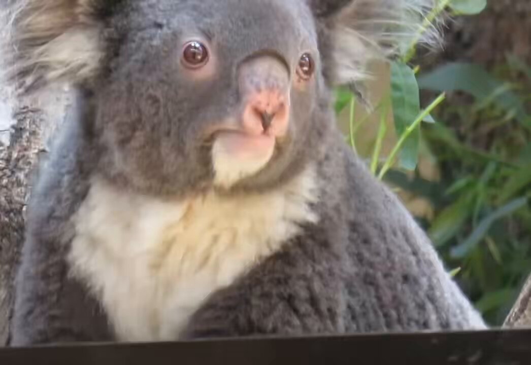 yasijun🐨🐨🐨コアラーイラストレーター on X: 
