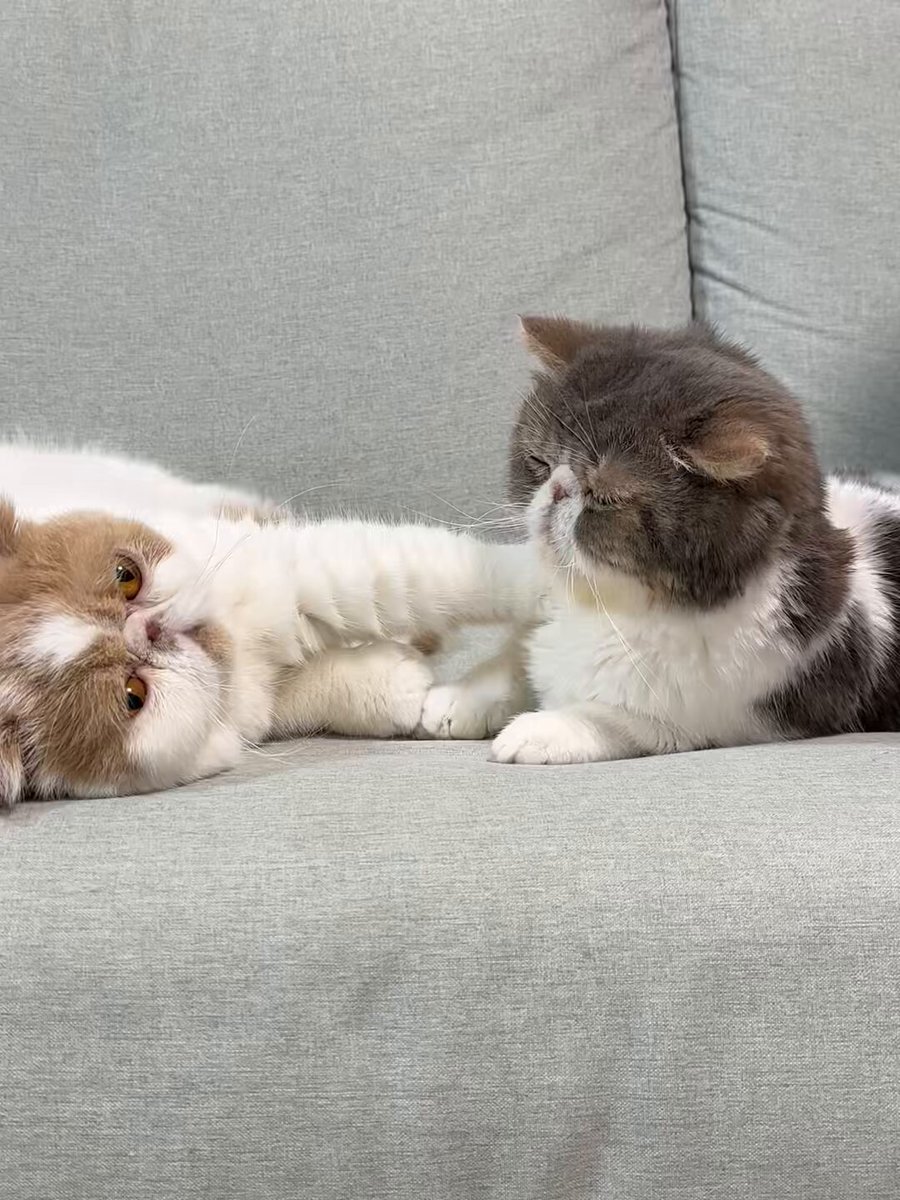 最新な ふて猫ましゅー on X:  キャットフード