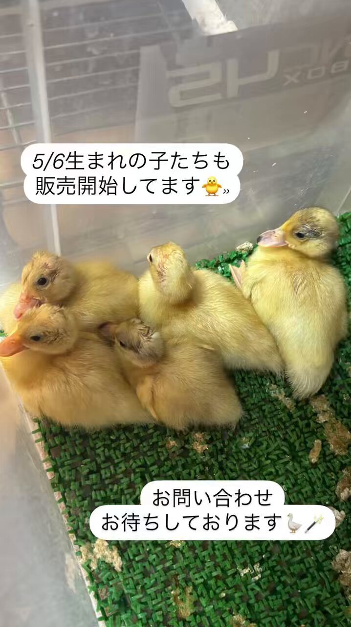 あひる様へ♥4/3 楽天市場】【ポイント10倍｜7/18 10:00〜7/26 1:59】HolaToys