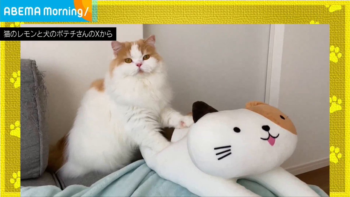 ライブドアニュース on X: 