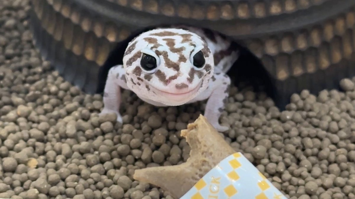 レオパ愛好家 ヒョウモントカゲモドキ（レオパ）の飼い方！品種や飼育に必要な