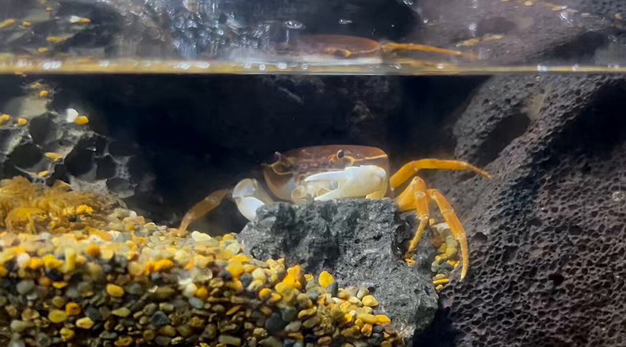 サワガニ様用 2025年最新】サワガニの人気アイテム - メルカリ