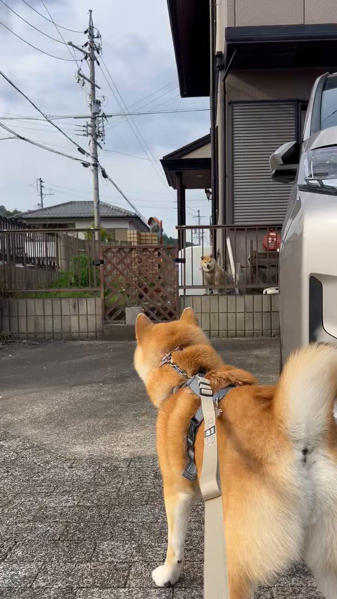 ゲン太犬 麦太 & げん太 (@02mugita28) • Instagram photos and videos