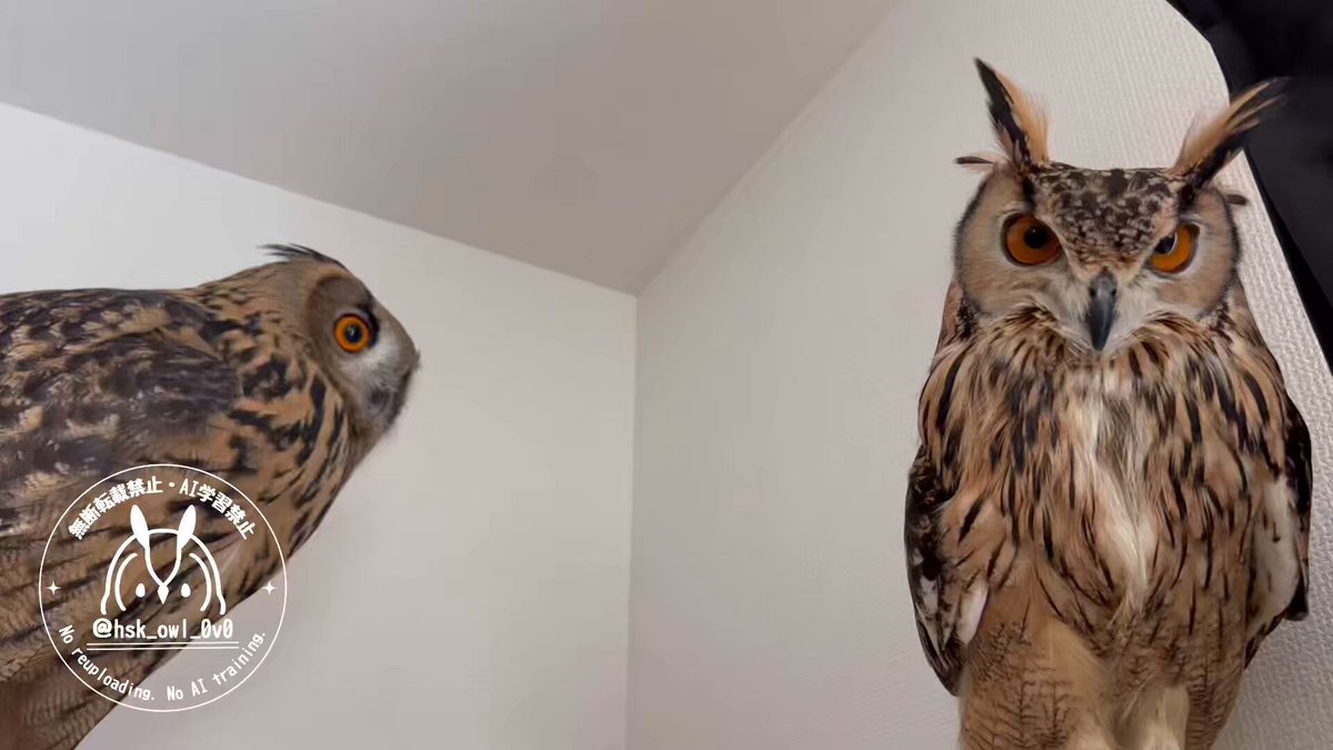 momozuku (@hsk_owl_0v0) / X