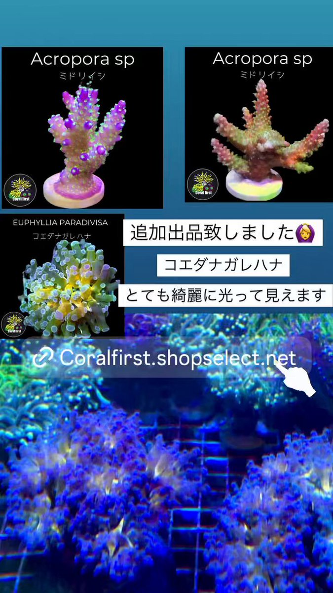 coral farmers 1円スタートサンゴ！ ホンタコアシサンゴ・スーパーメタグリーン　 coral farmers 1円スタートサンゴ！ ホンタコアシサンゴ・パープル