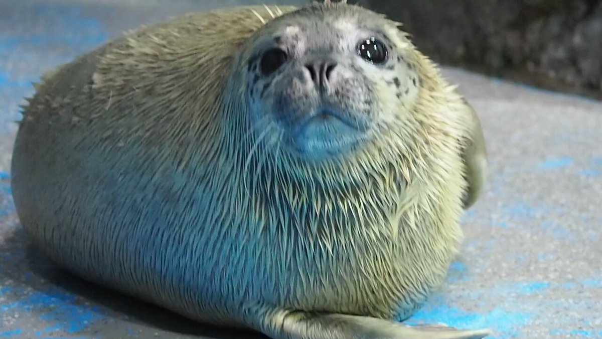 青森県営浅虫水族館【公式】 on X: 