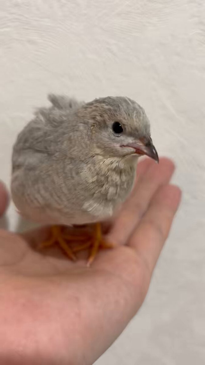 ひめうずら研究室 成鳥用配合飼料 4kg 鳥 餌 ヒメウズラ ひめうずら研究室 成鳥用配合飼料 4kg 鳥 餌 ヒメウズラ（300g