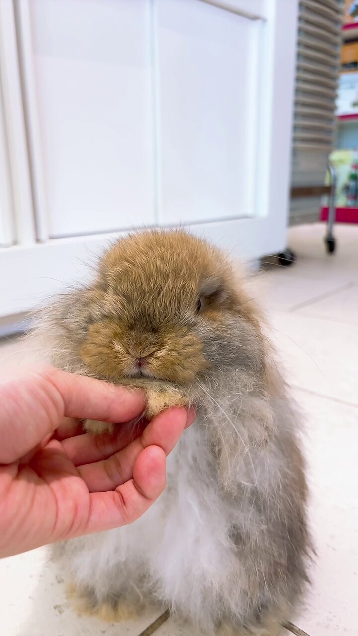 うさぎさんと0距離♡】うさぎって警戒心が強いと言われるけど