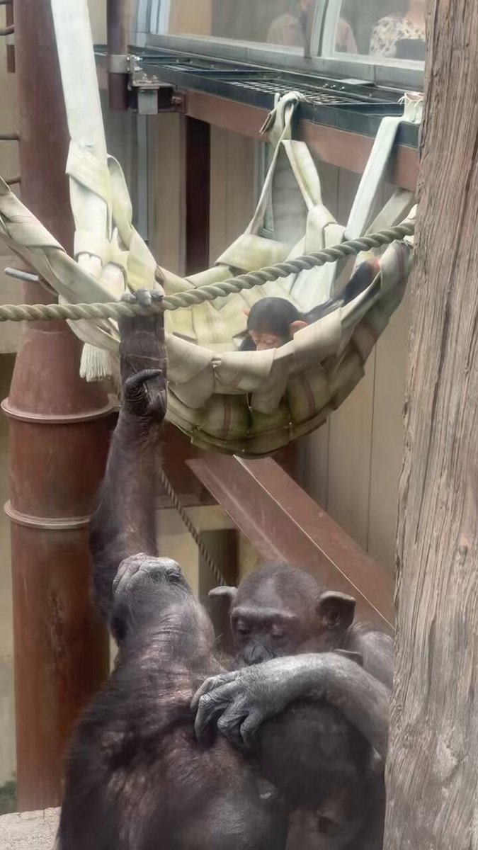 旭川市旭山動物園［公式］ on X: 