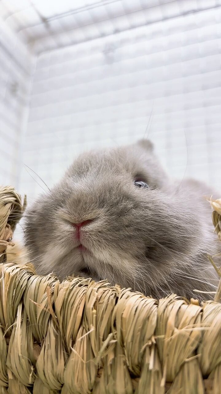 真っ白モフモフ♡日本白色種（白うさぎ） ソレイユの丘 動画