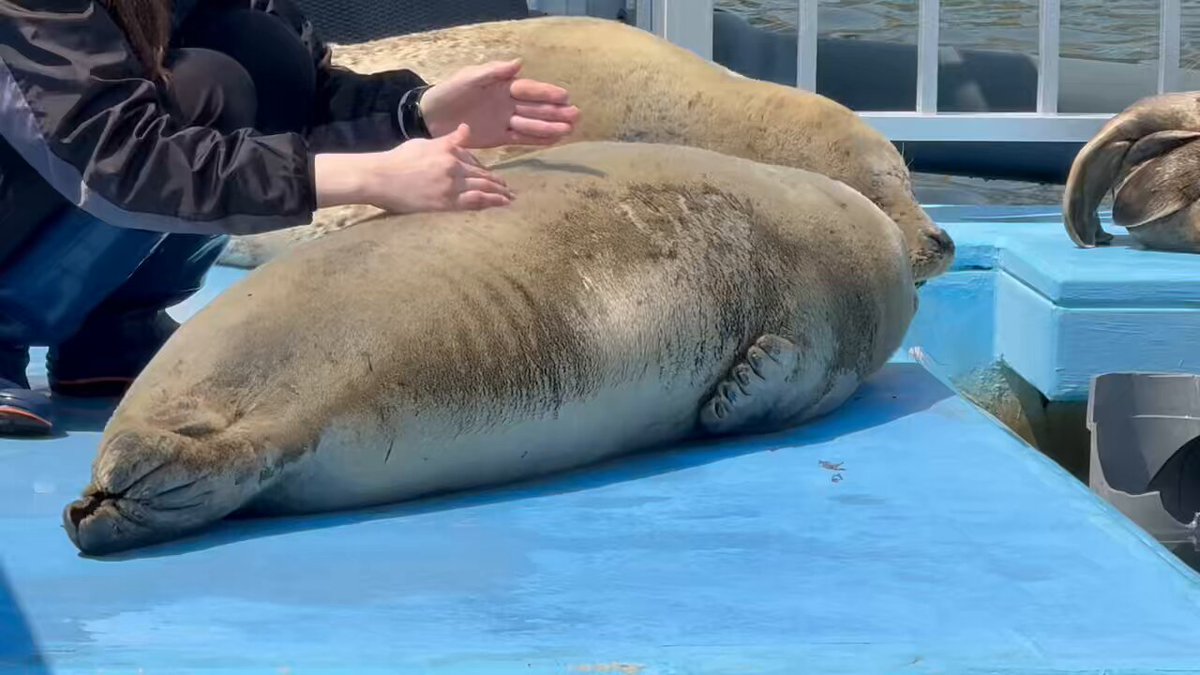 【珍品Sea LION】SEIKO SELFDATER 自動巻き【稀少アザラシ】 珍品Sea LION】SEIKO SELFDATER 自動巻き【稀少アザラシ】