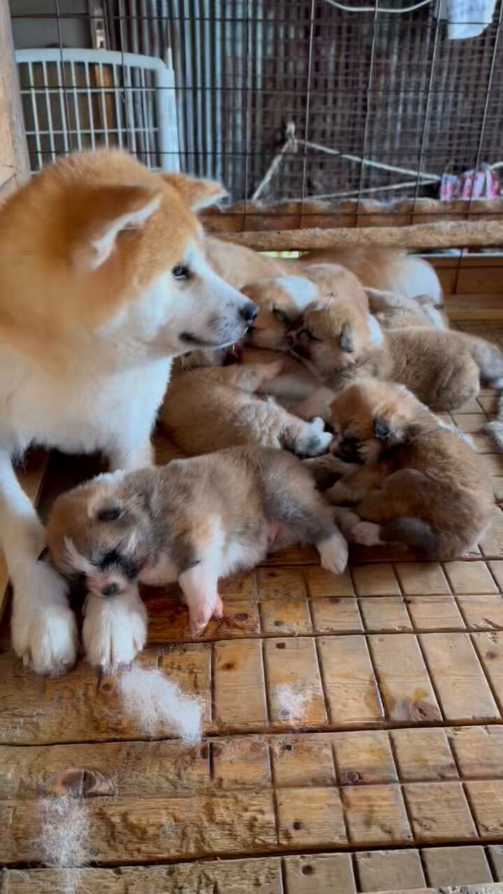 愛犬うめのはな (産経コミック) | 南ひろこ |本 | 通販 | Amazon