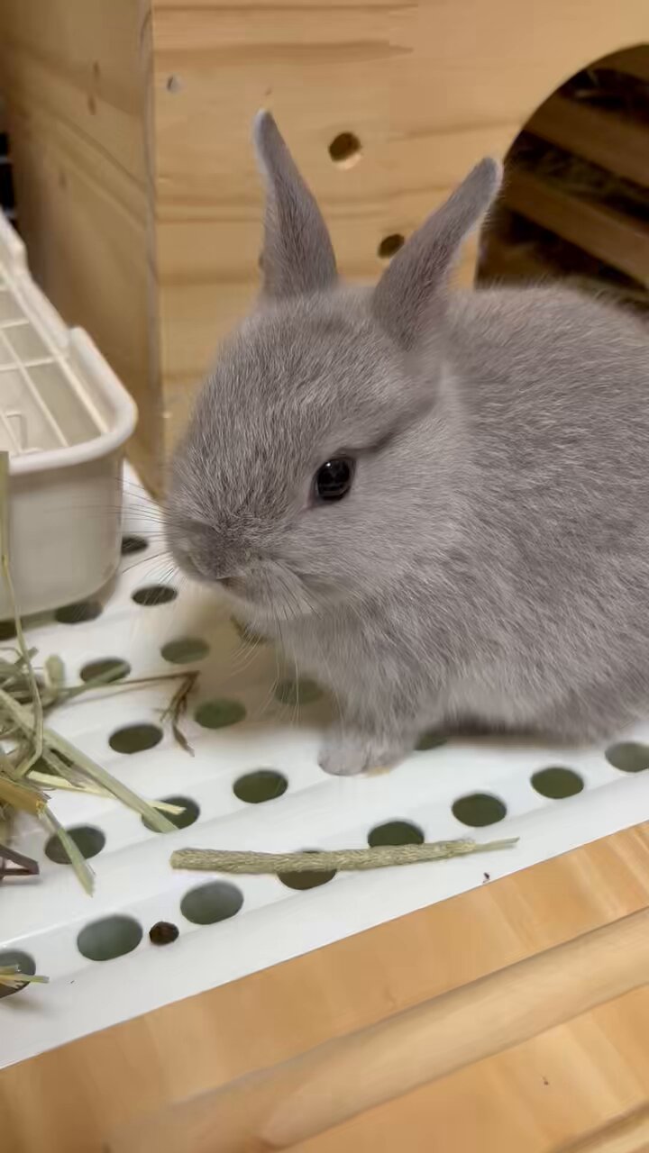 【てばさき*♬೨̣̥ページ】 子供たちの成長☆彡 GHQfyIOboAA1Kso.jpg:large