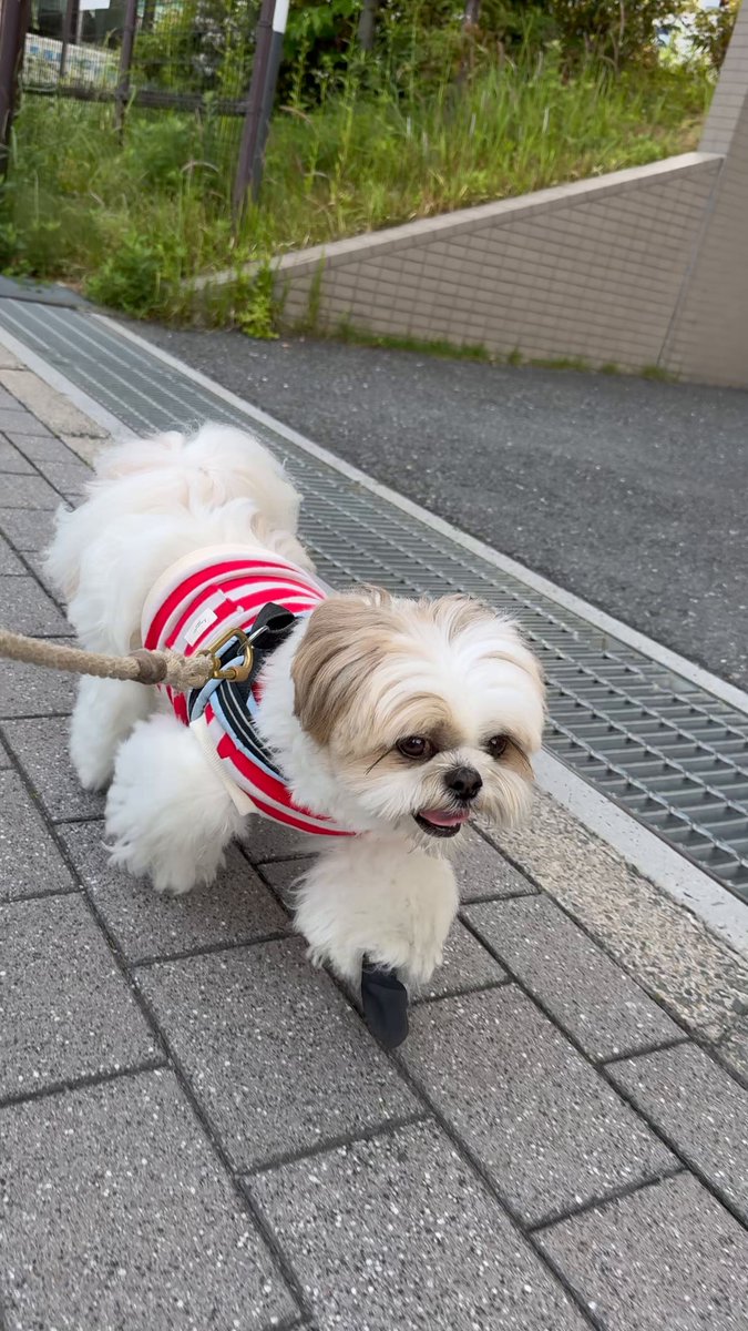 ⑤5malu様☆犬服　ハンドメイド ♡5malu♡様☆犬服☆ハンドメイドオーダー - メルカリ