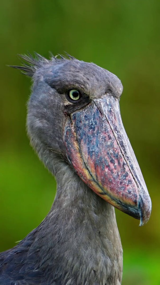 あめんぼ様 アメンボ Gerris paludum insularis MOTSCHULSKY - 島根大学標本
