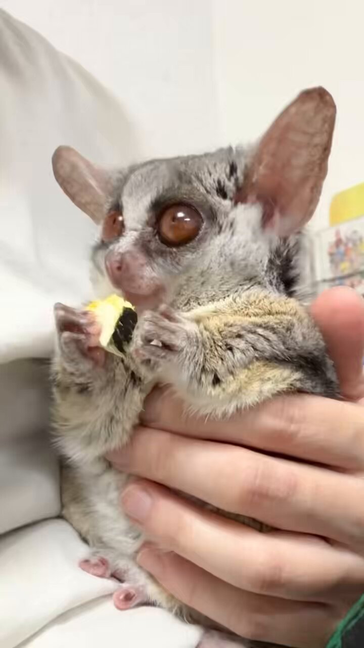 【琥珀】ラピスラズリのかめちゃん形オルゴナイト☆他４点 ラピスラズリの人魚ちゃん形オルゴナイト☆ - メルカリ
