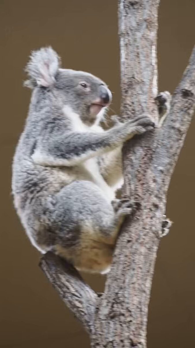 コアラのワトル🐨 on X: 