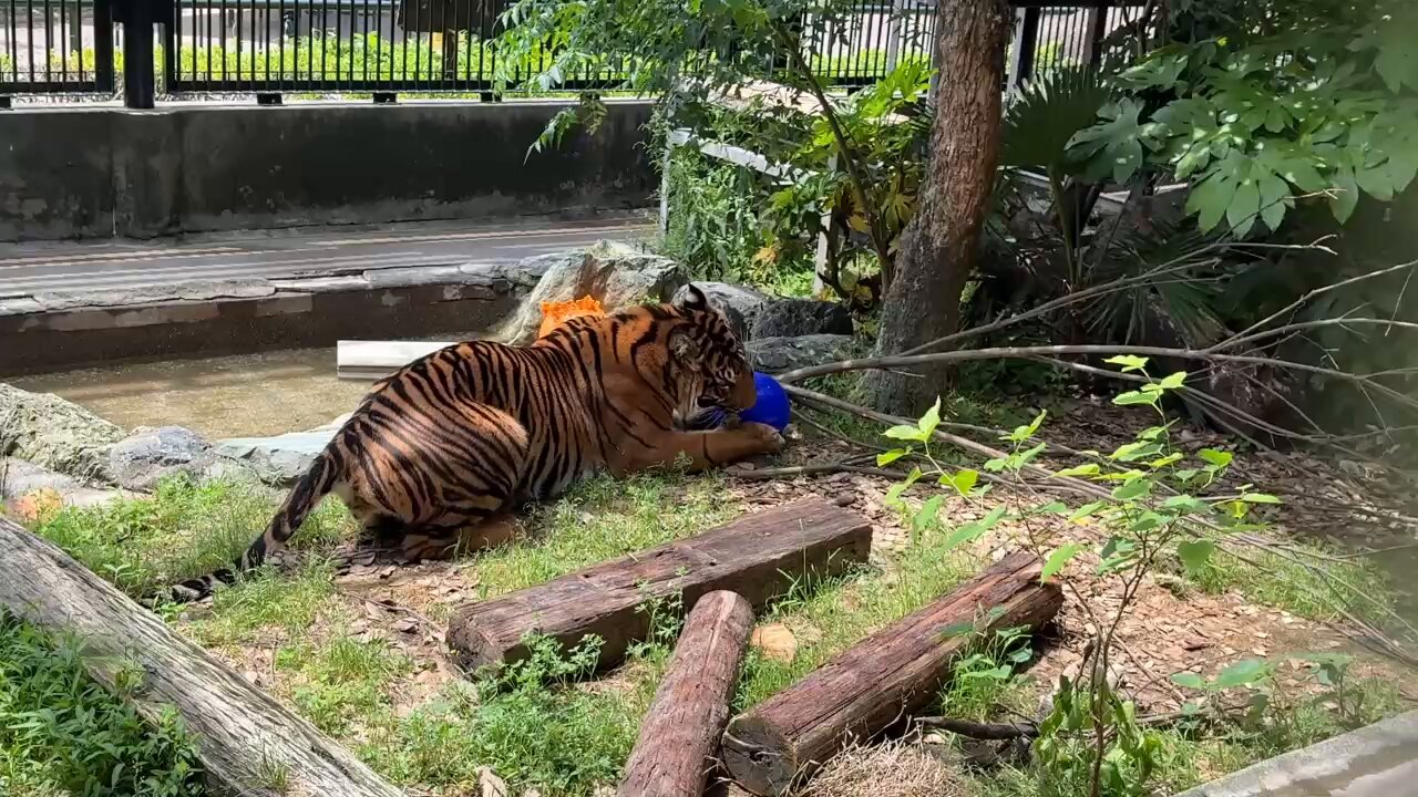 森の中の動物園 リンゴ探索中の令花ちゃん レッサーパンダ 大森山動物園にて